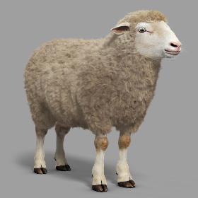 Sheep (with Fur)